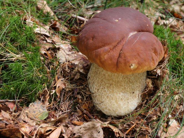 Boletus edulis, Fichten-Steinpilz